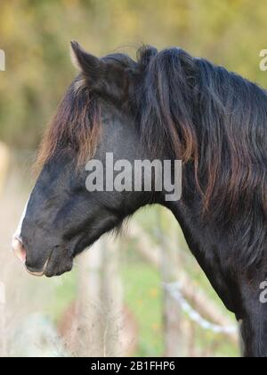 Ein Kopfschuss eines schwarzen walisischen Hengstes, der über einen Zaun blickt. Stockfoto