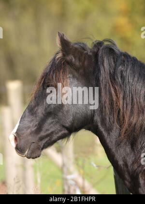 Ein Kopfschuss eines schwarzen walisischen Hengstes, der über einen Zaun blickt. Stockfoto