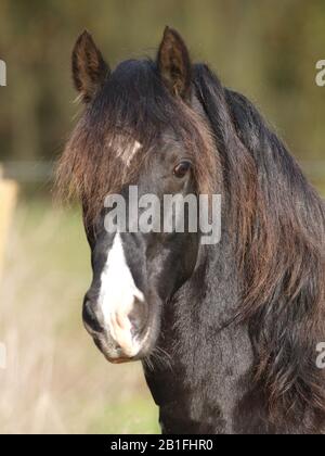 Ein Kopfschuss eines schwarzen walisischen Hengstes, der über einen Zaun blickt. Stockfoto