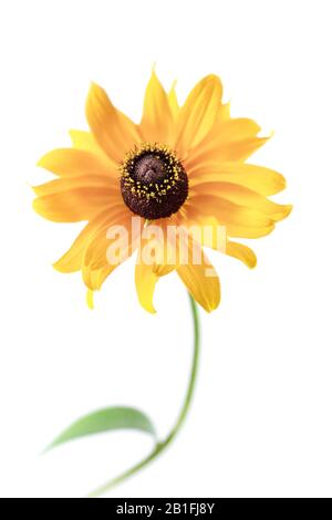 Rudbeckia auf weißem Hintergrund Stockfoto