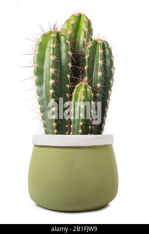 Kaktus in einer Vase isoliert auf weißem Hintergrund Stockfoto
