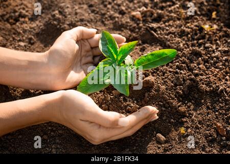 Frisches, junges Pflanzenwachstum im Boden in der Hand. Pflanzen, Baum als Symbol für das neue Leben, Pflege von Pflege und Umweltschutz. Weibliche Hände Stockfoto