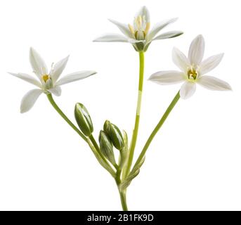 Weiß Gras Lily (Ornithogalum umbellatum) Blumen auf weißem Hintergrund Stockfoto