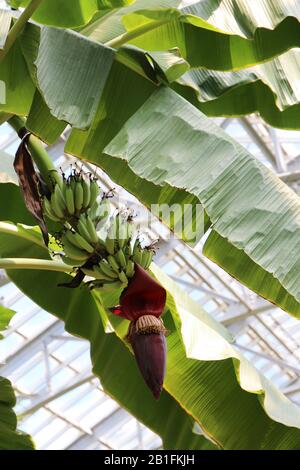 Nahaufnahme von Bananen und Blumenknospen, die an einem Bananenstaum in einem Wintergarten reifen Stockfoto