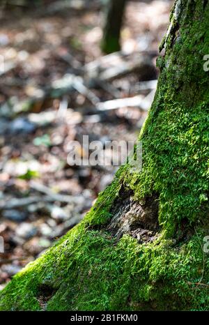 An der Nordseite einer Eiche wächst im Herbst helles Grünmoos. Stockfoto