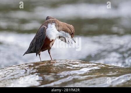 Ein Weißkehlchen-Kipper (Cinclus cinclus) preening Stockfoto