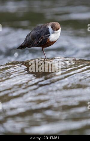 Ein Weißkehlchen-Kipper (Cinclus cinclus) preening Stockfoto