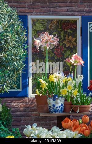 Helle Frühlings-Knollenblumen in verschiedenen Töpfen nahe der Ziegelwand des Hauses und einem offenen Fenster. Stockfoto