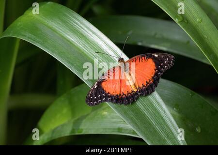 Nahaufnahme des roten Lacewing-Schmetterlings, der auf grünen Blättern ruht Stockfoto