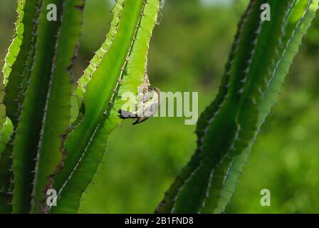 Ein weiblicher Amethyst-Sonnenvogel baut sein Nest in einer Euphorbia-Pflanze Stockfoto