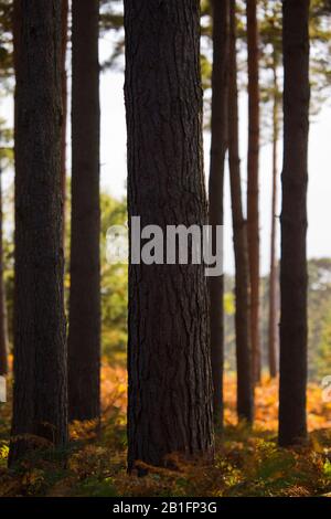 Große Nadelbäume in einem reifen Wald in suffolk Küstenheide Stockfoto