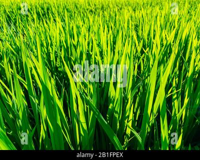 Reisfeld, Grünreisprossen auf der Wiese. Reis Nahaufnahme Stockfoto