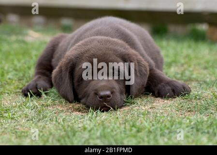 7 Wochen alte Schokolade Labrador Retriever Puppy Stockfoto
