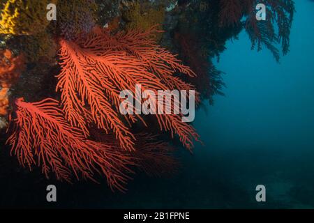 Große rote Palmate-Seefans (Leptogoria palma) wachsen seitlich aus dem Riff. Stockfoto
