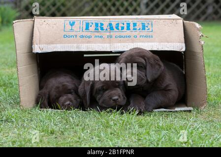 Sieben Wochen alte Schokolade Labrador Welpen schlafen in einem Karton Stockfoto