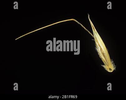 Wilder Hafer oder Hafer (Avena fatua) Unkrautsamen mit langer verdrehter Laie, die den Samen in den Boden eingraben Stockfoto