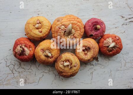 Gladiolusbirnen auf weißem, strukturiertem Hintergrund. Draufsicht Stockfoto