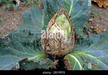 Bakterielle Weichfäule (Erwinia carotovorum) Blattschäden an einer spitzen Kohlpflanze Stockfoto