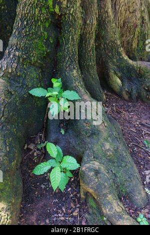 Kleine Pflanzen, die in der Nähe der Wurzeln eines großen Baumes wachsen - fotografiert im Cubbon Park (Bangalore, Indien) Stockfoto