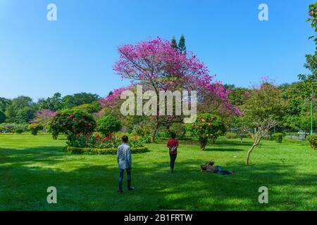 Besucher entspannen sich im gepflegten Garten des Cubbon Park in Bangalore (Indien). Im Hintergrund sieht man einen schönen blühenden Baum. Stockfoto