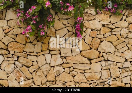 Steinwand mit blütigen lila Bauhinia. Blüht violett Bauhinia, Orchideenbaum. Bauhinia Blumen. Schöner Hintergrund Stockfoto