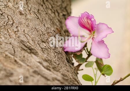 Blüten violett Bauhinia, orchidee Baum. Bauhinia Blumen Stockfoto