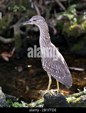 Schwarz-bekrönte Nachtheron Jugendvogel-Nahaufnahme-Profilansicht in Umgebung und Umgebung. Stockfoto