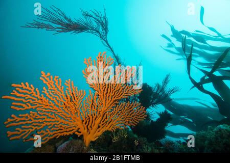 Großer orangefarbener Sinuöser Meeresfan (Eunicella tricoronata) wächst auf dem Riff mit türkisfarbenem Wasser, Sonnenlicht und Kelp im Hintergrund. Stockfoto