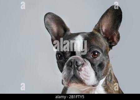 Closeup Portrait von schöne Boston Terrier reine Rasse blankspace, Copyspace Stockfoto