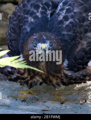 Hawk Vogel Nahansicht des Kopfes, der Augen, des Schnabels und der braunen Federn im Wasser und genießen iits Umgebung und Umgebung. Stockfoto