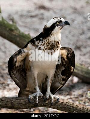 Osprey Vogelperspektive in Nahaufnahme auf einer Filiale mit Blick nach rechts und in der Umgebung. Stockfoto