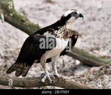 Osprey Vogelperspektive mit Blick nach rechts, mit flauschigen Flügeln, die seine Umgebung und Umgebung genießen. Stockfoto