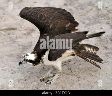 Osprey Vogelperspektive im Nahprofil, die auf Sand mit ausgebreiteten Flügeln steht und seine Umgebung und Umgebung genießt. Stockfoto