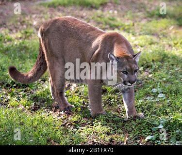 Nahprofilansicht der Panther-Tiere mit Laubenhintergrund in ihrer Umgebung und Umgebung. Stockfoto