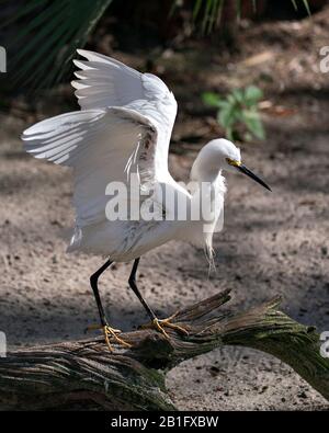 Schneebedeckte Egret-Vogel-Nahprofilansicht mit nassen ausgebreiteten Flügeln, die auf einem Ast in seiner Umgebung und Umgebung stehen. Stockfoto