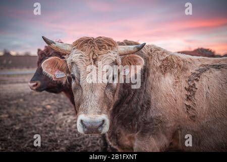 Fröhliche Kuh oder ein Stier auf einer schlammigen Wiese bei Sonnenuntergang im Winter. Nahaufnahme des Kuhkopfes. Stockfoto