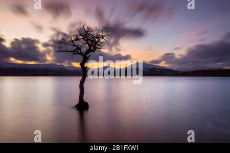 Sonnenuntergang Ein einsamer Baum in Milarrochy Bay Loch Lomond und der Trossachs National Park in der Nähe von Balmaha Stirling Scotland UK GB Europe Stockfoto