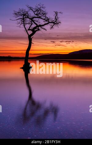 Sonnenuntergang Ein einsamer Baum in Milarrochy Bay Loch Lomond und der Trossachs National Park in der Nähe von Balmaha Stirling Scotland UK GB Europe Stockfoto