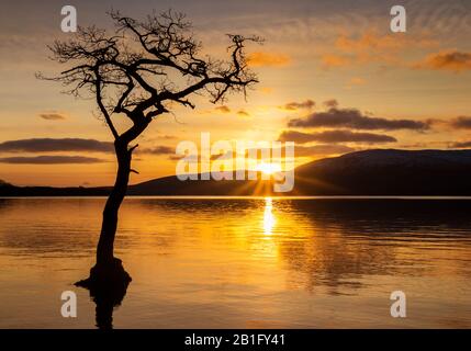 Loch Lomond Sonnenuntergang ein einsamer Baum in Milarrochy Bay Loch Lomond und der Trossachs Nationalpark in der Nähe von Balmaha Stirling Schottland GB Europa Stockfoto