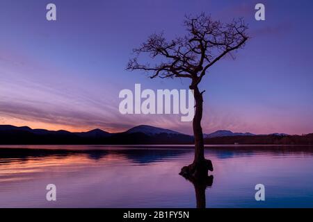 Sonnenuntergang Ein einsamer Baum in Milarrochy Bay Loch Lomond und der Trossachs National Park in der Nähe von Balmaha Stirling Scotland UK GB Europe Stockfoto