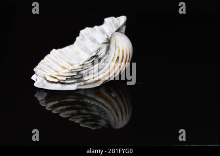 Seashell auf schwarzem Hintergrund Stockfoto