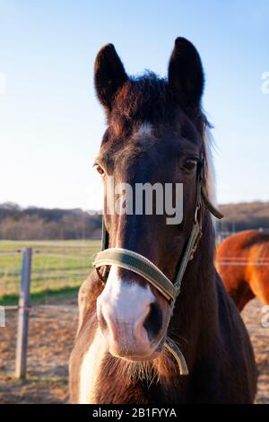 Europa, Luxemburg, Septfontaines, Reitstall Simmerdekt, Pferd in örtlichen Ställen Stockfoto