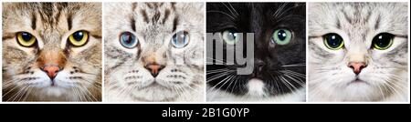 Vier Langhaarkatzen verschiedener Rassen - Calico Tabby Siberian, Neva Masquerade Colorpoint, Schwarz-Weiß Tuxedo und Silber Beschatteten Siberisch Stockfoto