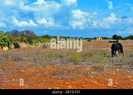 Insel Favignana Provinz trapani Sizilien Italien Stockfoto