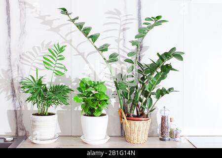 Blumentöpfe auf der weißen Arbeitsfläche in gemütlicher Küche. Stockfoto