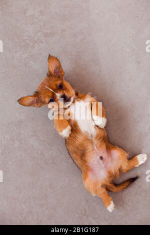 Draufsicht pekingese Hund auf grauem Fliesenboden Stockfoto