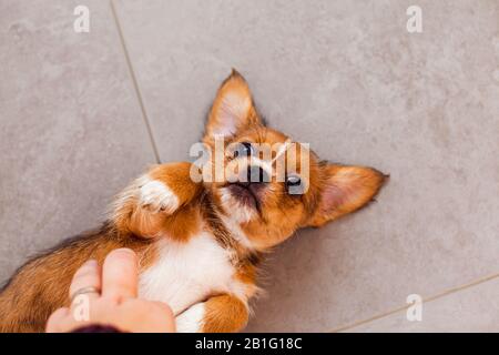 Kleiner japanischer Kinnhund auf dem Rücken Stockfoto