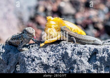 La Palma Wandeidechsen (gallotia galloti palmae) kleben Zunge heraus und essen ausrangierte Bananen auf vulkanischem Gestein. Die männliche Echse hat hellblaue Farbe Stockfoto