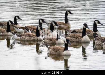 Nahaufnahme einer Schar von 11 Gänsen aus Kanada [Branta canadensis], die alle von links nach rechts schauen, während sie auf einem Pool in der Landschaft schwimmen. Stockfoto