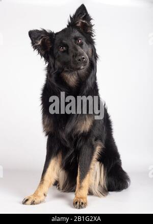 Schöne 10 Monate junge Collie auf weißem Hintergrund, die mit Neugier auf die Kamera blickt Stockfoto